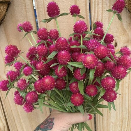 QIS Carmine, Gomphrena Seeds - Packet image number null